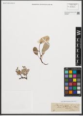Foto von Salix reticulata L.